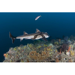 Double Dive Lonsdale Wall And Drift : Jack